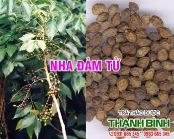 Mua bán nha đảm tử tại huyện mê linh hỗ trợ kháng viêm hiệu quả nhất