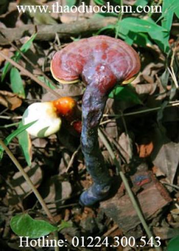 Mua bán nấm lim xanh tại hóc môn tác dụng chống viêm tốt nhất