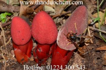 Nấm ngọc cẩu ( tỏa dương )