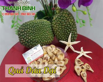 địa chỉ bán cây dứa dại điều trị viêm thận phù thũng uy tín nhất