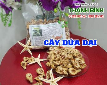 Mua bán cây dứa dại tại quận long biên cân bằng chỉ số đường huyết