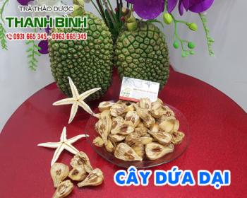 địa chỉ bán cây dứa dại chữa các bệnh về gan uy tín chất lượng nhất
