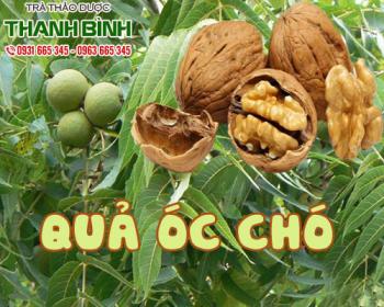 địa chỉ bán quả óc chó chữa các bệnh tim mạch uy tín chất lượng nhất