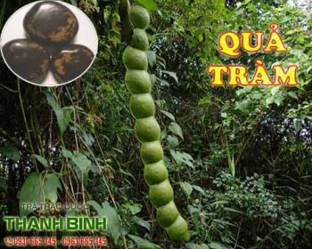 Mua bán quả tràm ở quận tân bình giúp giảm đau do thấp khớp, nhức mỏi