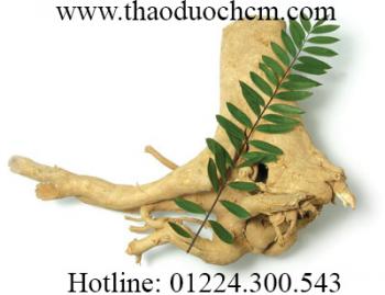 Mua bán cây mật nhân ở quận 4 giúp tăng cường sức khỏe tình dục