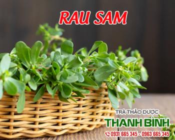 Mua bán rau sam tại huyện phú xuyên hỗ trợ hấp thu chất dinh dưỡng