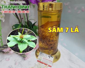 địa điểm bán sâm 7 lá điều trị đau nhức toàn thân hiệu quả nhất