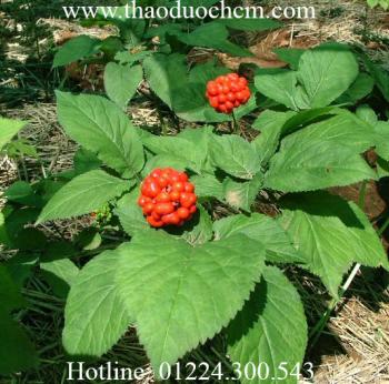 Củ tam thất bắc