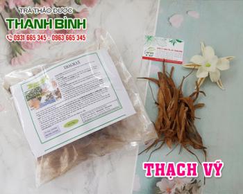 Mua bán thạch vỹ tại huyện ba vì chữa các bệnh về đường hệ hô hấp