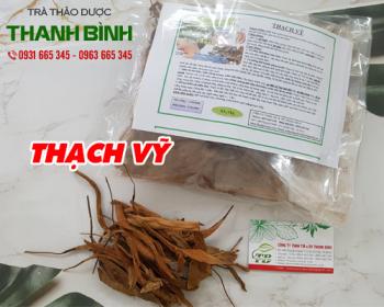 Mua bán thạch vỹ ở quận bình thạnh chữa viêm đường tiết niệu