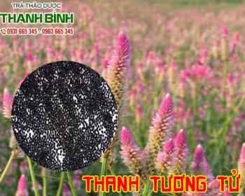 Mua bán thanh tương tử tại quận 11 chữa viêm kết mạc cấp tính đau mắt