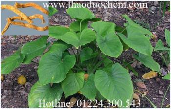  mua bán cây thiên niên kiện tại quận bình tân trị thoái hóa xương khớp hiệu quả