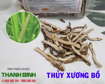 địa chỉ bán thủy xương bồ chữa suy nhược cơ thể chất lượng nhất