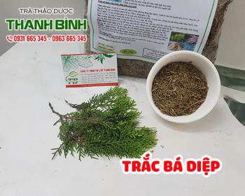 Mua bán trắc bá diệp tại quận 8 rất tốt trong việc trị chảy máu cam