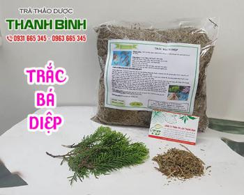 Mua bán trắc bá diệp tại quận 2 giúp điều trị chảy máu cam và bệnh trĩ