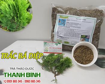 Mua bán trắc bá diệp tại bạc liêu giúp điều trị ho ra máu an toàn nhất