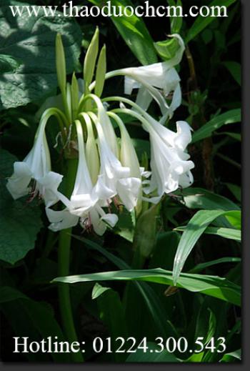 Mua bán sỉ và lẻ trinh nữ hoàng cung tại quận thủ đức có tác dụng kháng u hiệu quả