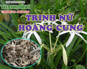 Cách sử dụng trinh nữ hoàng cung trong chữa bệnh ung thư hiệu quả nhất