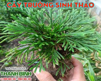 Mua bán trường sinh thảo tại quận 1 trị chứng nôn ra máu rất hiệu quả