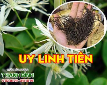 Mua bán uy linh tiên tại quận 1 trị đau dây thần kinh hiệu quả