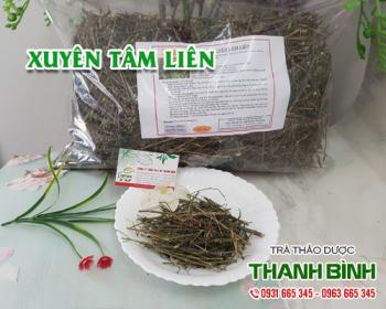Mua bán xuyên tâm liên tại huyện phú xuyên giúp điều hòa huyết áp an toàn