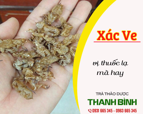 Mua bán xác ve ở huyện cần giờ giúp điều trị chóng mặt, đau đầu, ù tai