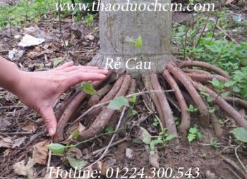 Mua bán rễ cau tại huyện Bình Chánh tăng cường sinh lý hiệu quả nhất
