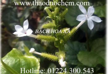 Mua bán bạch hoa xà thiệt thảo tại Bình Phước giúp sát trùng hiệu quả