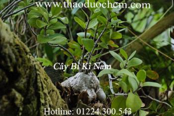 Mua bán cây bí kỳ nam tại An Giang có tác dụng lợi tiểu hiệu quả nhất