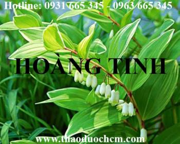Mua bán cây hoàng tinh tại huyện Thanh Trì rất tốt trong việc điều trị tiểu đường