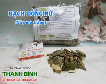 Mua bán bạch đồng nữ tại huyện Mê Linh giúp làm rụng hoại tử của vết bỏng