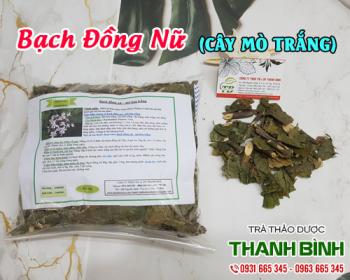 Mua bán bạch đồng nữ ở quận Phú Nhuận hỗ trợ kháng viêm rất tốt