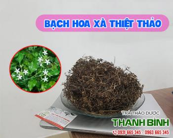 Địa chỉ bán bạch hoa xà thiệt thảo chữa bệnh ung thư tại Hà Nội uy tín nhất