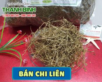 Mua bán bán chi liên tại huyện Gia Lâm có tác dụng điều trị rắn độc cắn 