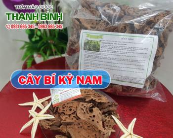 Mua bán cây bí kỳ nam tại quận Long Biên chữa bệnh tiêu chảy đau bụng