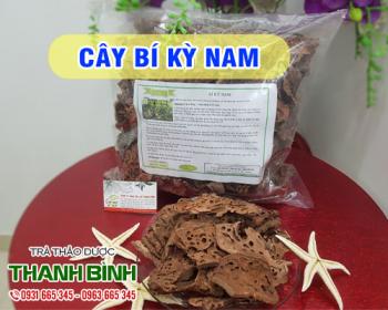 Mua bán cây bí kỳ nam tại Hà Nội uy tín chất lượng tốt nhất