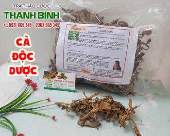 Mua bán cà độc dược ở quận Phú Nhuận hỗ trợ ngăn ngừa đau nhức xương khớp
