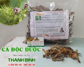 Mua bán cà độc dược tại quận Thanh Xuân giúp điều trị bệnh về hô hấp