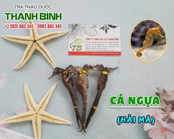 Mua bán cá ngựa uy tín chất lượng tốt nhất tại Hà Nội