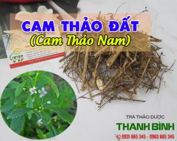 Mua bán cam thảo đất ở quận Bình Tân giúp điều hòa đường huyết