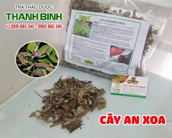 Mua bán cây an xoa tại huyện Ứng Hòa rất tốt cho bệnh nhân viêm gan B
