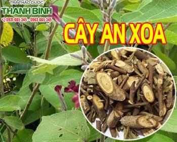 Mua bán cây an xoa tại huyện Hóc Môn chứa nhiều thành phần có lợi cho sức khỏe