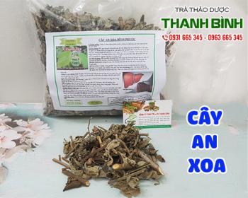Mua bán cây an xoa tại quận Long Biên có tác dụng chữa men gan cao