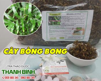 Mua bán cây bòng bong ở quận Gò Vấp sử dụng chữa sỏi niệu đạo