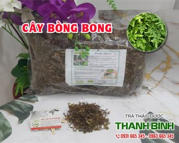 Mua bán cây bòng bong tại huyện Thanh Trì rất tốt cho người bị viêm gan