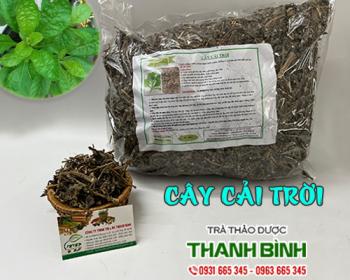 Mua bán cây cải trời tại huyện Thanh Trì giúp kích thích tiêu hóa