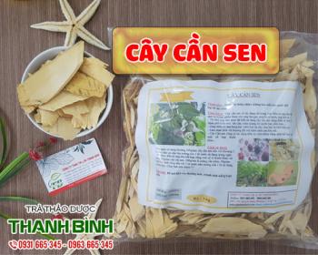 Mua bán cây cần sen tại huyện Mê Linh giúp phòng ngừa ung thư hiệu quả