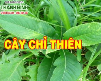 Mua bán cây chỉ thiên ở quận Phú Nhuận trị viêm loét nhiệt miệng hiệu quả