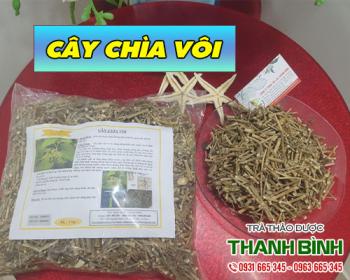 Mua bán cây chìa vôi tại huyện Thanh Trì có tác dụng giúp tiêu sưng
