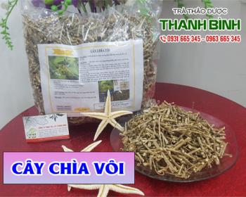 Mua bán cây chìa vôi tại huyện Phú Xuyên giúp lợi tiểu và trừ tê thấp